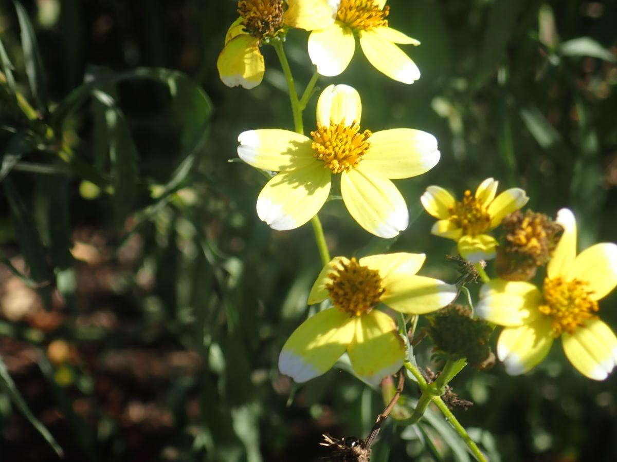 bidens-2