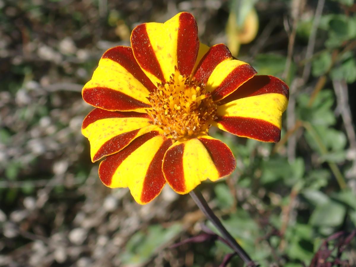 oeillet d'inde arlequin-tagette