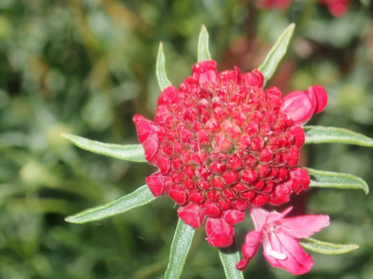 scabieuse-caprifoliacées-knautie-2