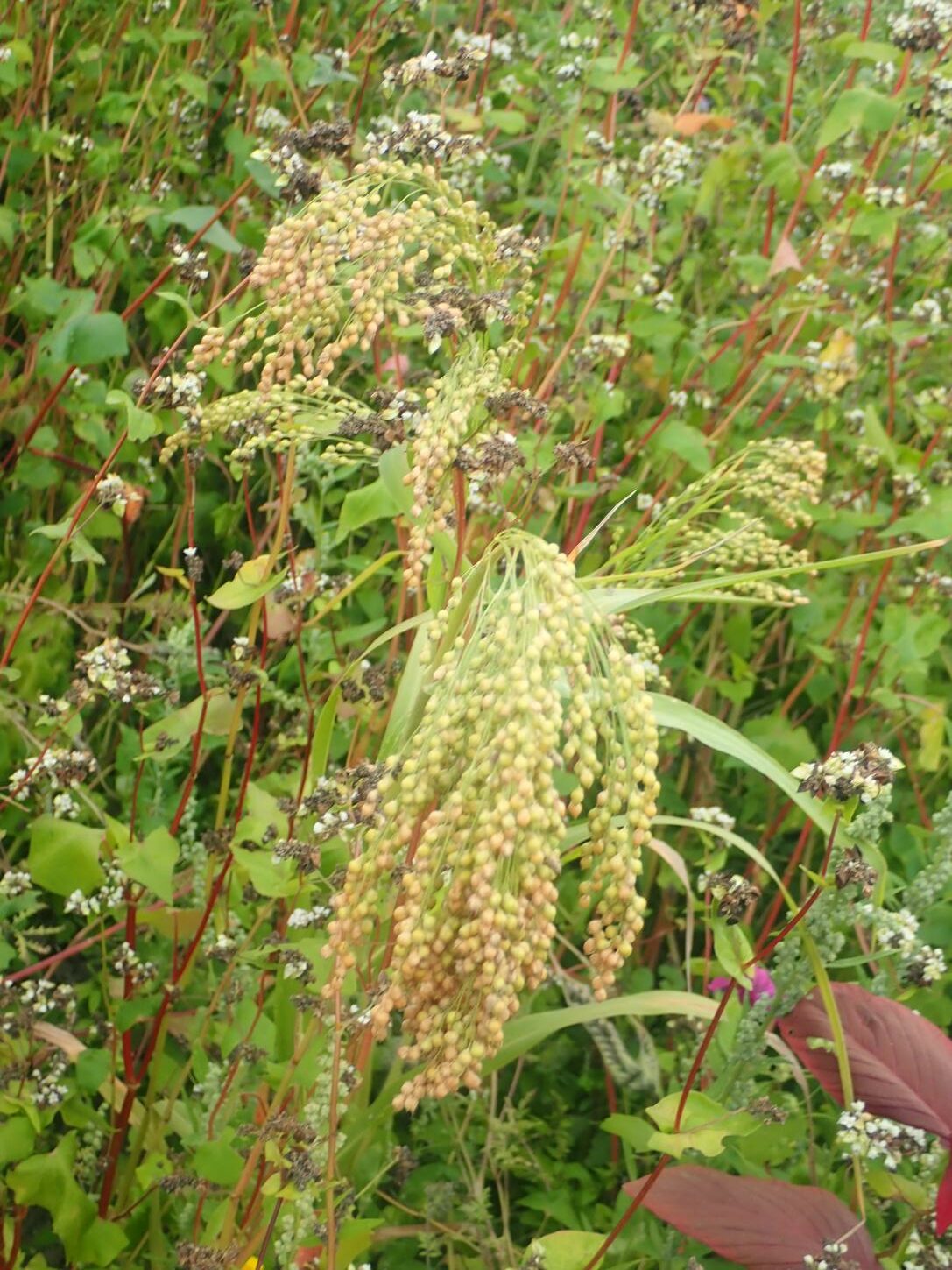 sorgo-2