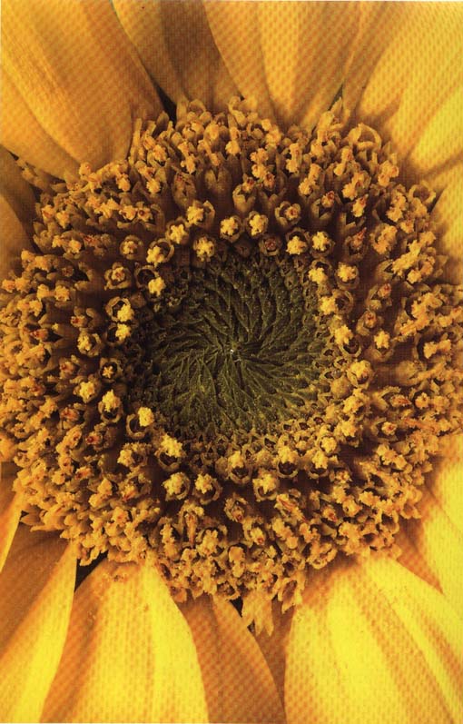 tournesol