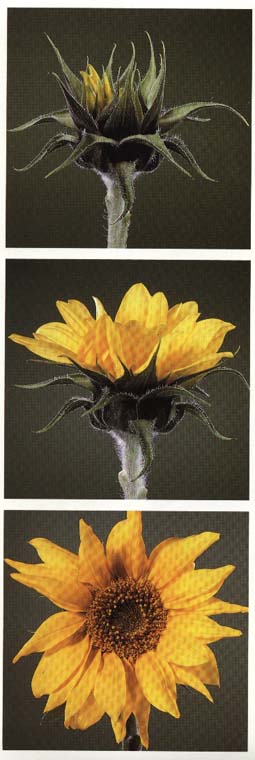 tournesol2